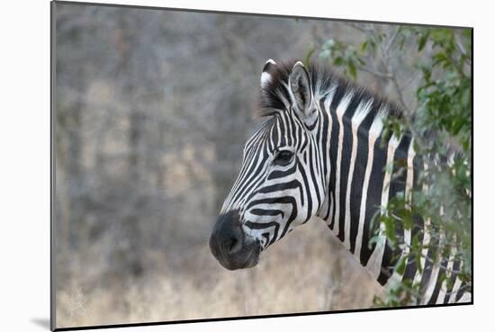 Zebra (Equus Burchelli), Kruger National Park, South-Africa, 2018 (Photo)-null-Mounted Giclee Print