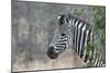 Zebra (Equus Burchelli), Kruger National Park, South-Africa, 2018 (Photo)-null-Mounted Giclee Print