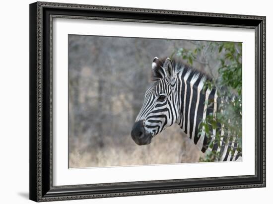 Zebra (Equus Burchelli), Kruger National Park, South-Africa, 2018 (Photo)-null-Framed Giclee Print