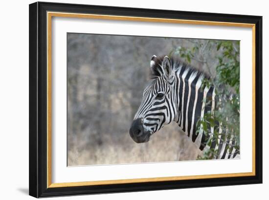 Zebra (Equus Burchelli), Kruger National Park, South-Africa, 2018 (Photo)-null-Framed Giclee Print
