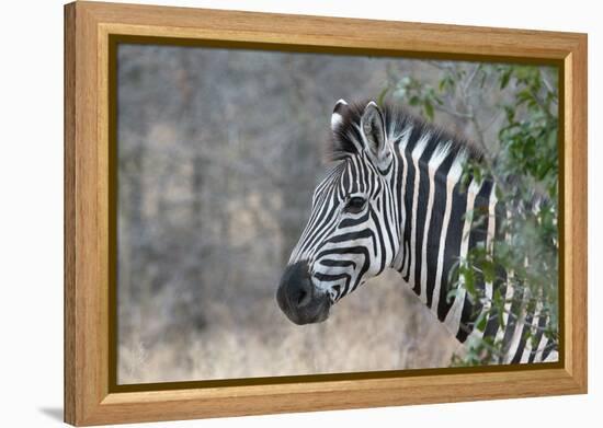 Zebra (Equus Burchelli), Kruger National Park, South-Africa, 2018 (Photo)-null-Framed Premier Image Canvas
