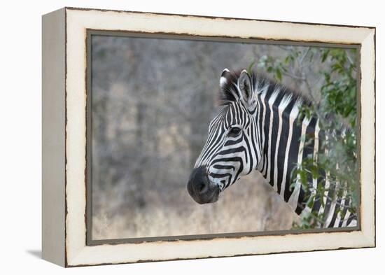 Zebra (Equus Burchelli), Kruger National Park, South-Africa, 2018 (Photo)-null-Framed Premier Image Canvas