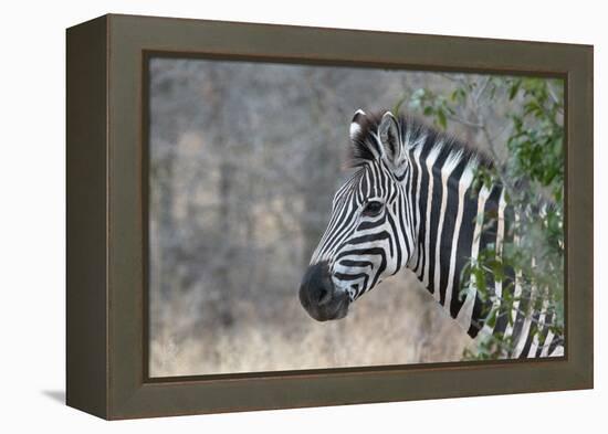 Zebra (Equus Burchelli), Kruger National Park, South-Africa, 2018 (Photo)-null-Framed Premier Image Canvas