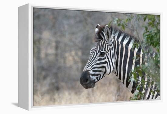 Zebra (Equus Burchelli), Kruger National Park, South-Africa, 2018 (Photo)-null-Framed Premier Image Canvas