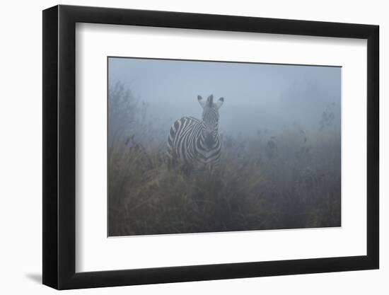 Zebra (Equus quagga) in the mist, Ngorongoro Conservation Area, Tanzania, East Africa, Africa-Ashley Morgan-Framed Photographic Print