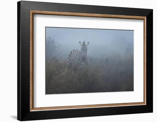 Zebra (Equus quagga) in the mist, Ngorongoro Conservation Area, Tanzania, East Africa, Africa-Ashley Morgan-Framed Photographic Print