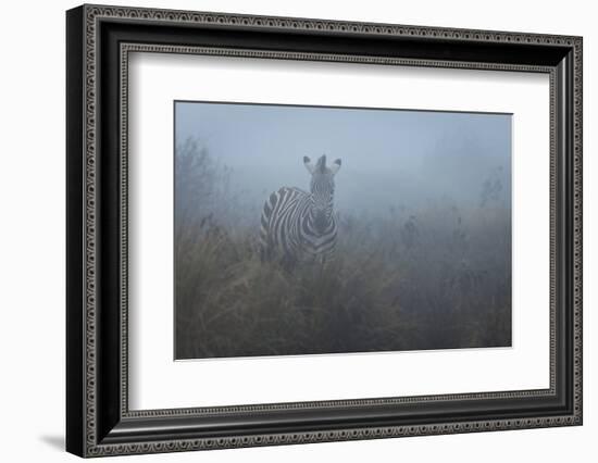 Zebra (Equus quagga) in the mist, Ngorongoro Conservation Area, Tanzania, East Africa, Africa-Ashley Morgan-Framed Photographic Print