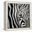 Zebra Face-Cherie Roe Dirksen-Framed Premier Image Canvas