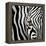 Zebra Face-Cherie Roe Dirksen-Framed Premier Image Canvas