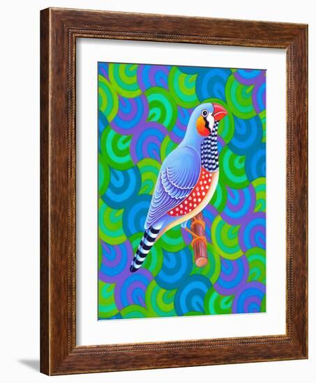 Zebra Finch, 2023 (Oil on Canvas)-Jane Tattersfield-Framed Giclee Print