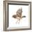 Zebra Finch Flying, Taeniopygia Guttata, against White Background-Life on White-Framed Photographic Print