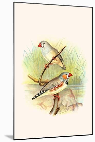 Zebra Finch-F.w. Frohawk-Mounted Art Print