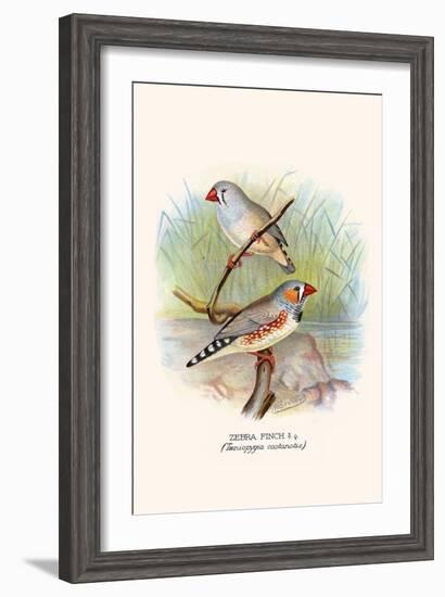 Zebra Finch-F.w. Frohawk-Framed Art Print