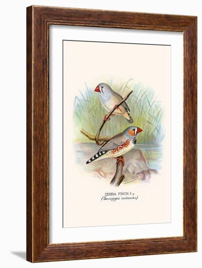 Zebra Finch-F.w. Frohawk-Framed Art Print