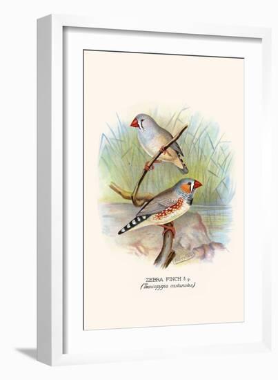 Zebra Finch-F.w. Frohawk-Framed Art Print