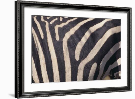 Zebra Flank-DLILLC-Framed Photographic Print