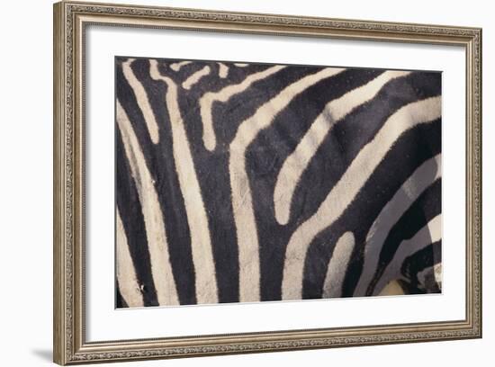 Zebra Flank-DLILLC-Framed Photographic Print