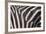 Zebra Flank-DLILLC-Framed Photographic Print