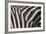 Zebra Flank-DLILLC-Framed Photographic Print