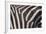 Zebra Flank-DLILLC-Framed Photographic Print