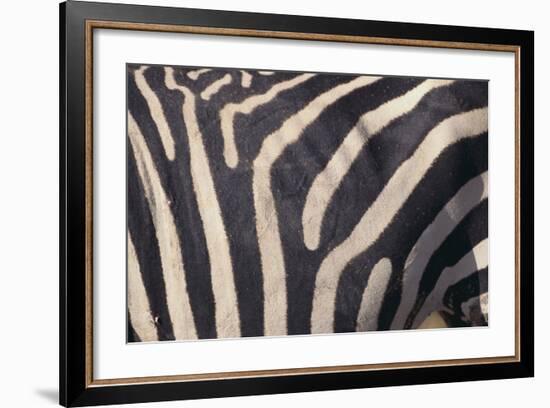 Zebra Flank-DLILLC-Framed Photographic Print