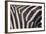 Zebra Flank-DLILLC-Framed Photographic Print