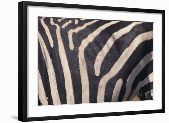 Zebra Flank-DLILLC-Framed Photographic Print