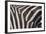 Zebra Flank-DLILLC-Framed Photographic Print