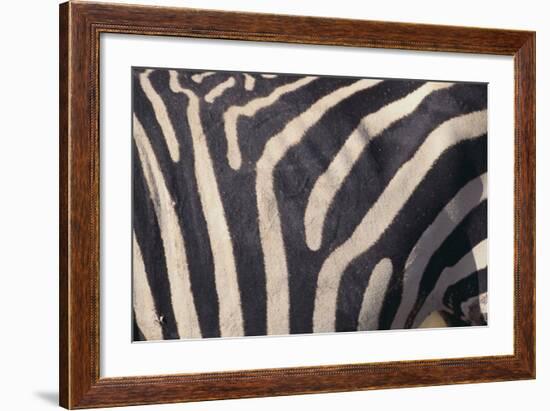 Zebra Flank-DLILLC-Framed Photographic Print