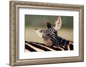 Zebra Foal Resting-Four Oaks-Framed Photographic Print