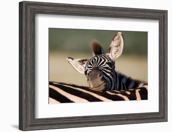 Zebra Foal Resting-Four Oaks-Framed Photographic Print