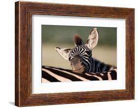 Zebra Foal Resting-Four Oaks-Framed Photographic Print