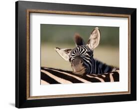 Zebra Foal Resting-Four Oaks-Framed Photographic Print