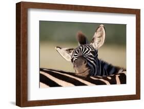 Zebra Foal Resting-Four Oaks-Framed Photographic Print