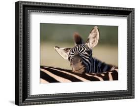 Zebra Foal Resting-Four Oaks-Framed Photographic Print