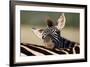 Zebra Foal Resting-Four Oaks-Framed Photographic Print