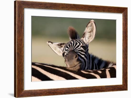 Zebra Foal Resting-Four Oaks-Framed Photographic Print