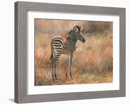 Zebra Foal-David Stribbling-Framed Art Print