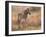 Zebra Foal-David Stribbling-Framed Art Print