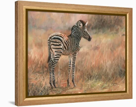 Zebra Foal-David Stribbling-Framed Stretched Canvas