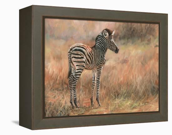 Zebra Foal-David Stribbling-Framed Stretched Canvas