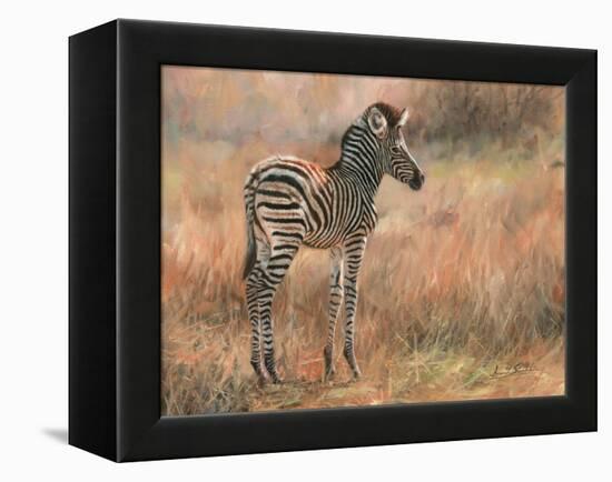 Zebra Foal-David Stribbling-Framed Stretched Canvas