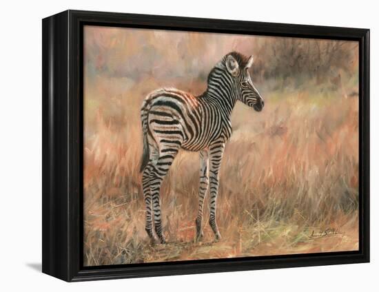 Zebra Foal-David Stribbling-Framed Stretched Canvas