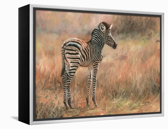 Zebra Foal-David Stribbling-Framed Stretched Canvas