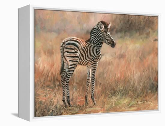 Zebra Foal-David Stribbling-Framed Stretched Canvas