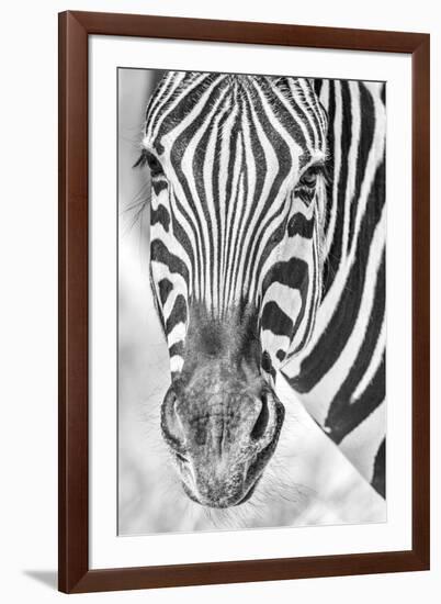 Zebra Focus-Catherina Unger-Framed Giclee Print
