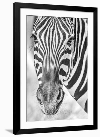 Zebra Focus-Catherina Unger-Framed Giclee Print