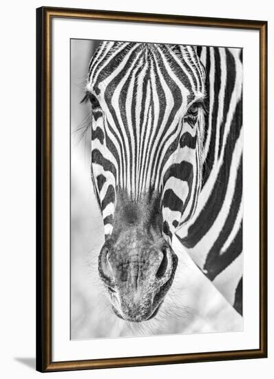 Zebra Focus-Catherina Unger-Framed Giclee Print