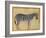 Zebra, from the "Minto Album," Mughal, 1621-Ustad Mansur-Framed Giclee Print