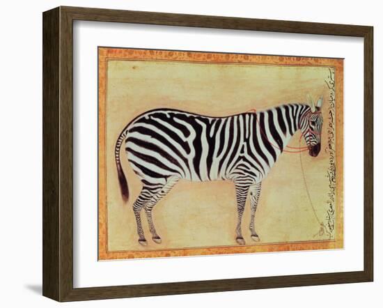 Zebra, from the "Minto Album," Mughal, 1621-Ustad Mansur-Framed Giclee Print